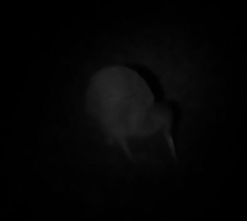 Southern Brown Kiwi (Apteryx australis), photo 2