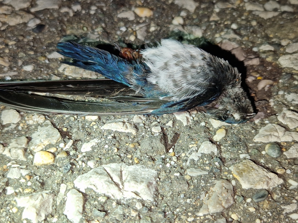 Glossy Swiftlet (Collocalia esculenta)