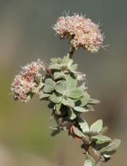 Eriogonum cinereum