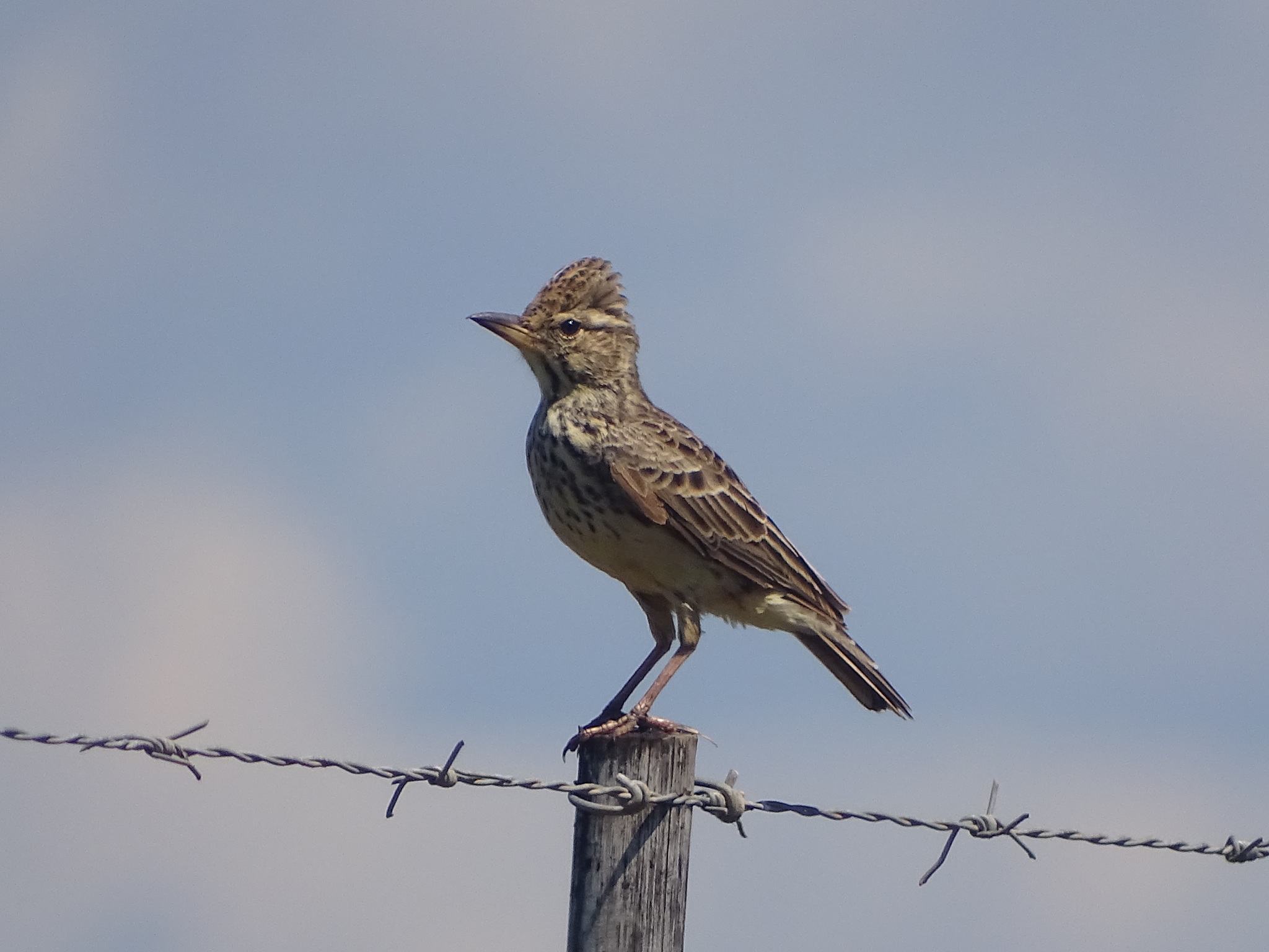 Large-billed Lark (Galerida magnirostris), photo 4