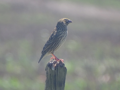 Yellow Bishop (Euplectes capensis), photo 1