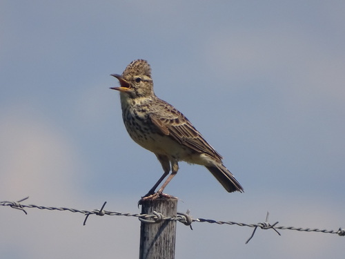 Large-billed Lark (Galerida magnirostris), photo 5