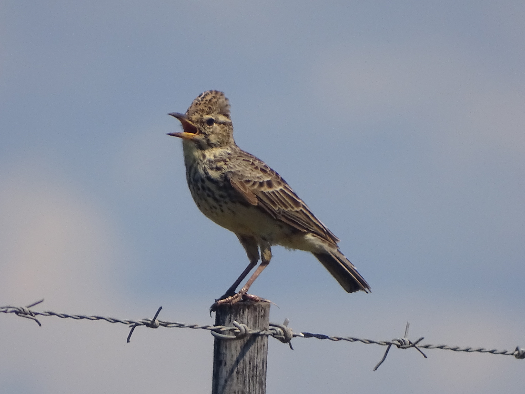 Large-billed Lark (Galerida magnirostris), photo 5