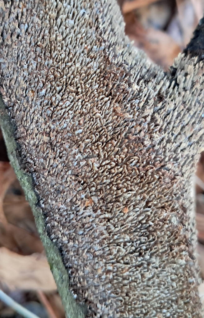 Hydnoporia olivacea