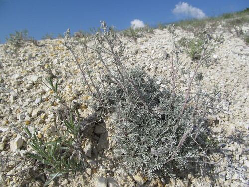 Ukranian wormwood (Artemisia hololeuca)