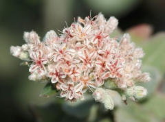Eriogonum cinereum