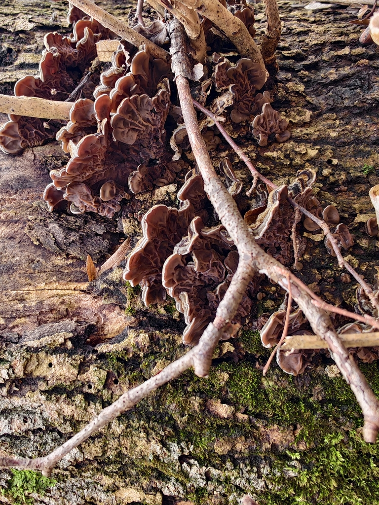 Auricularia mesenterica · February 2026 · photo: © falcontierra (iNaturalist, cc0)