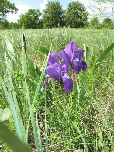 Leafless Iris (Iris aphylla)