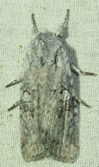 Lithophane antennata