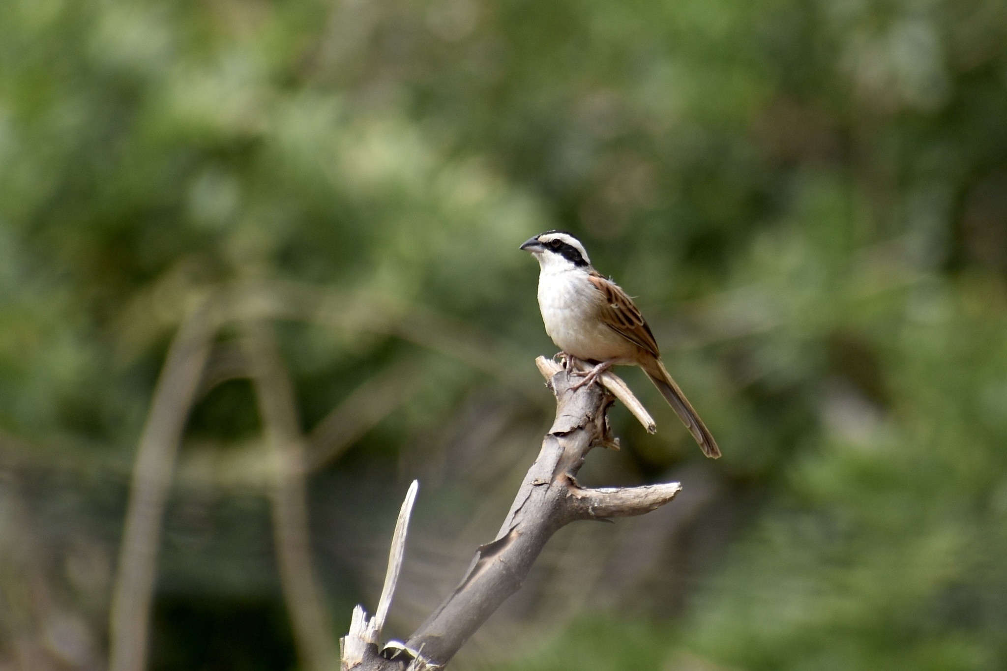 Stripe-headed Sparrow (Peucaea ruficauda), photo 4