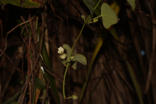 Lepistemon binectarifer observed 2026-02-22