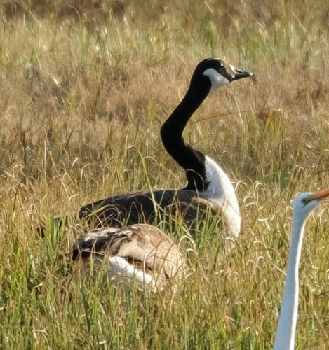 Canada Goose
