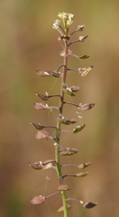 Lepidium virginicum virginicum