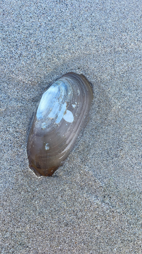 Lutraria lutraria