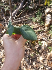 Ceanothus integerrimus macrothyrsus