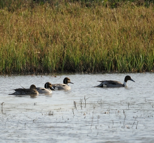 Northern Pintail