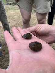 Sternotherus