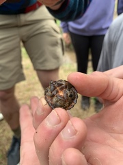 Sternotherus