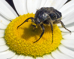 Trichiotinus assimilis