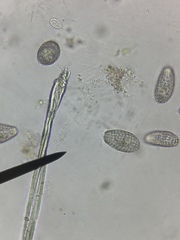 Colepidae