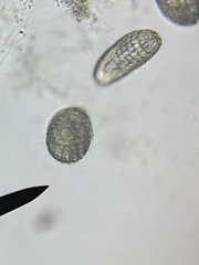 Colepidae