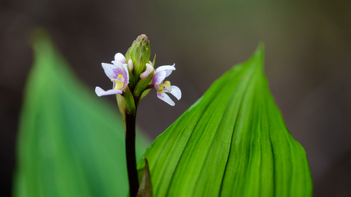 Tropical Govenia (Govenia utriculata)