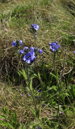 Violet Speedwell (Veronica bellidioides)