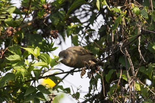 Fernando Po Speirops (Zosterops brunneus), photo 5