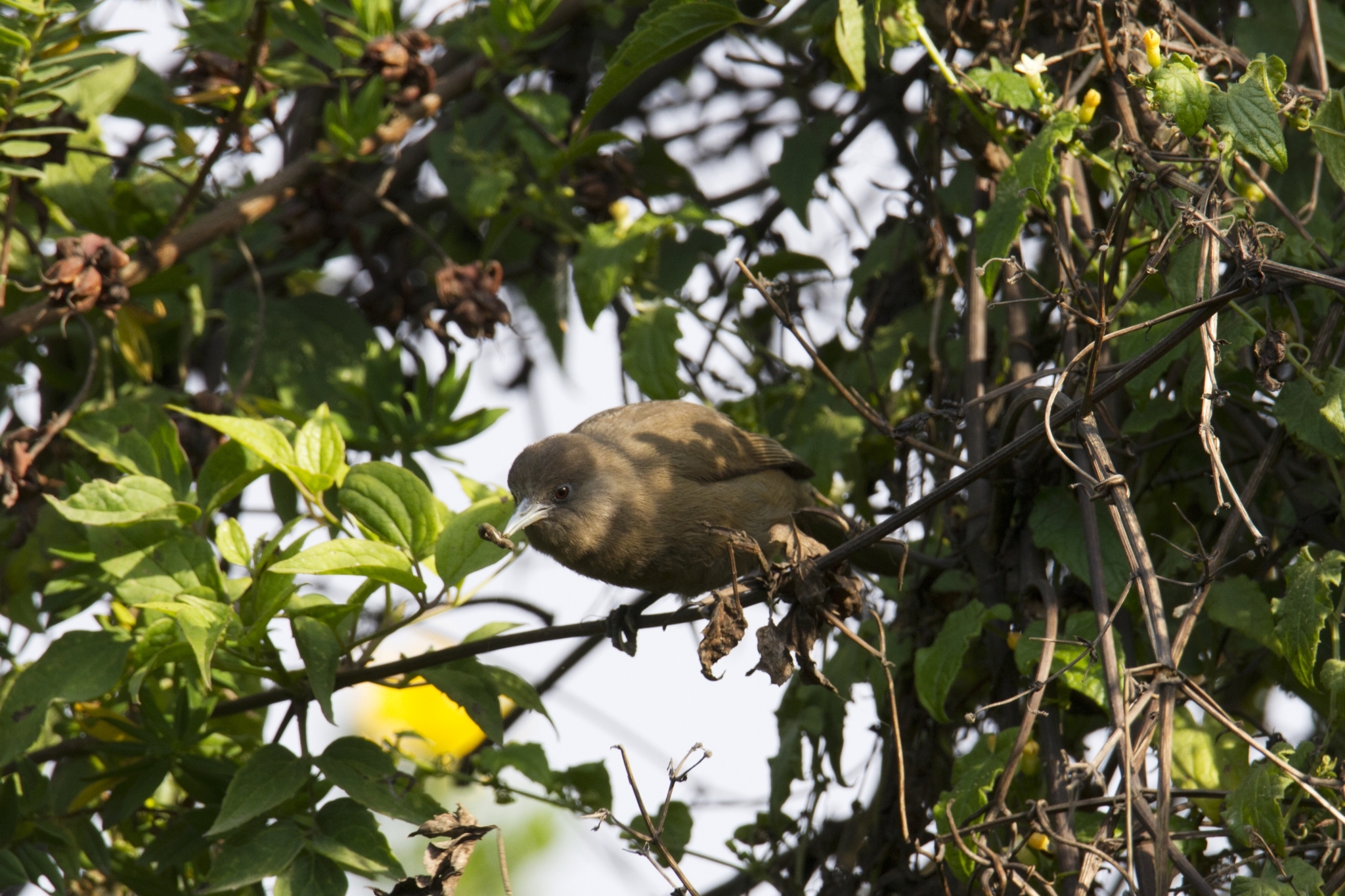 Fernando Po Speirops (Zosterops brunneus), photo 1