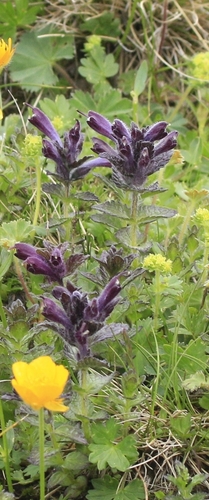 Velvetbells (Bartsia alpina)