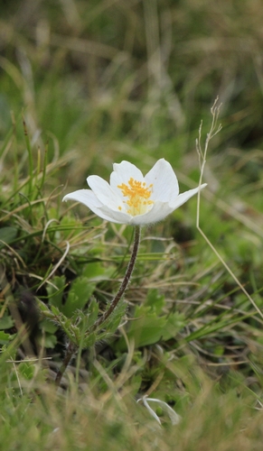White pasqueflower (Pulsatilla scherfelii)