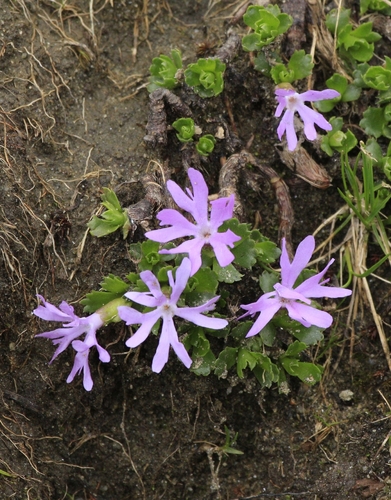 Fairy Primrose (Primula minima)