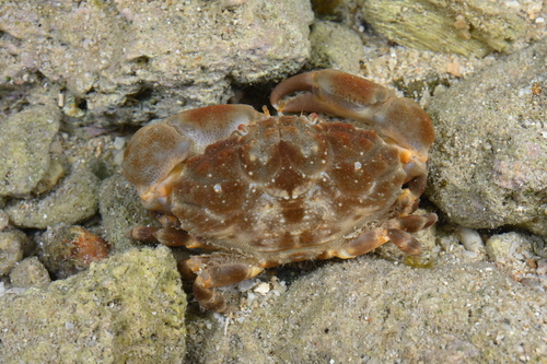 Macromedaeus crassimanus observed 2026-02-22