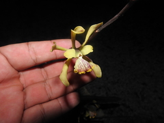 Encyclia alata