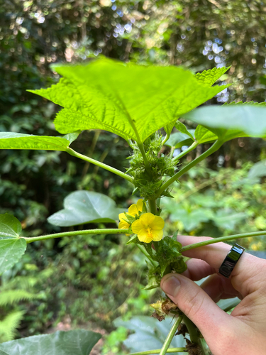 yellow leafbract (Malachra alceifolia)
