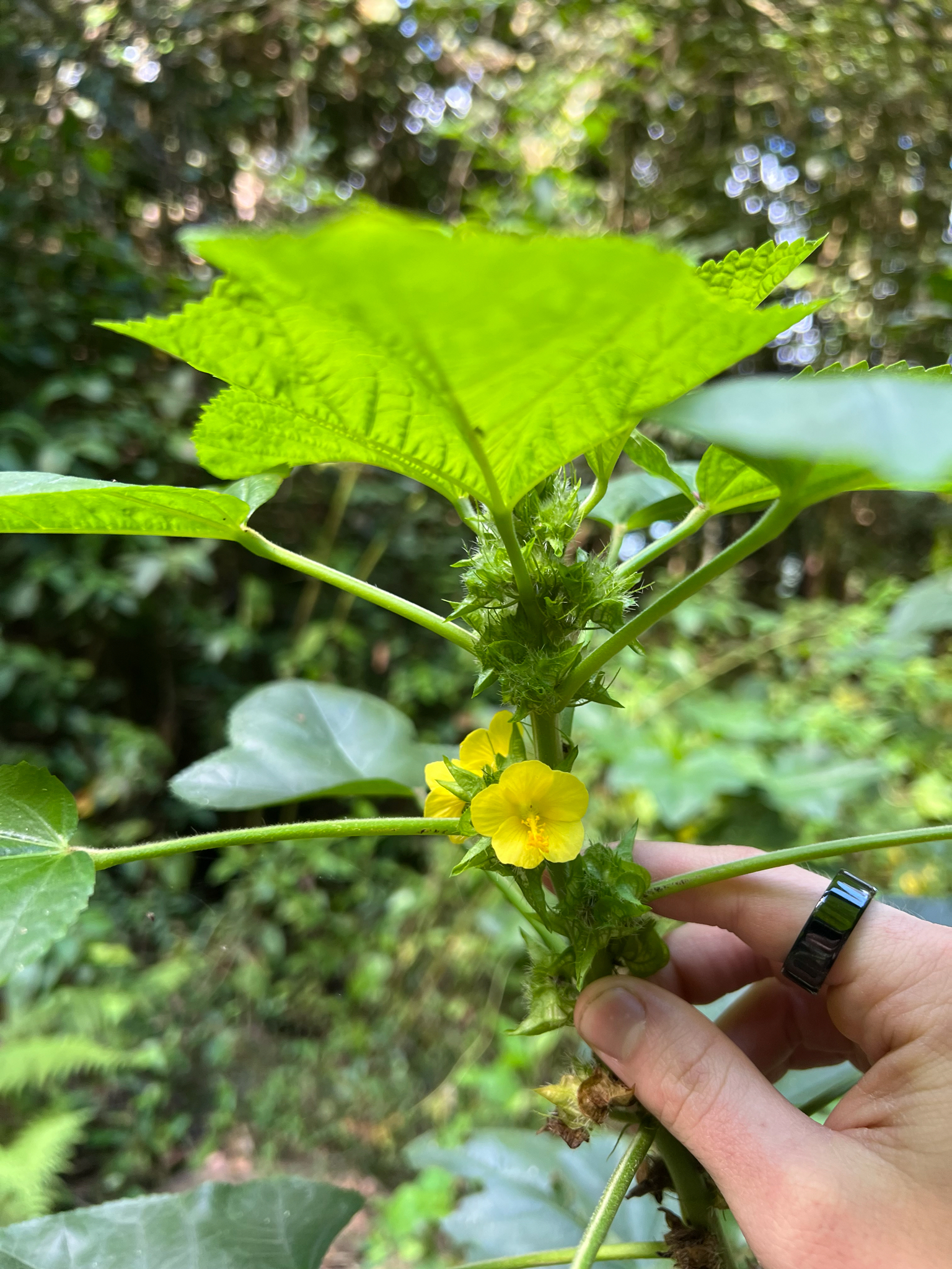 Yellow Leafbract (Malachra alceifolia)