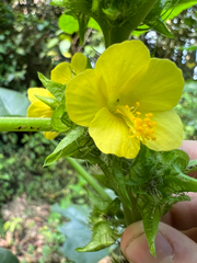 Malachra alceifolia, photograph (c) Cy Stavros, some rights reserved (CC BY)