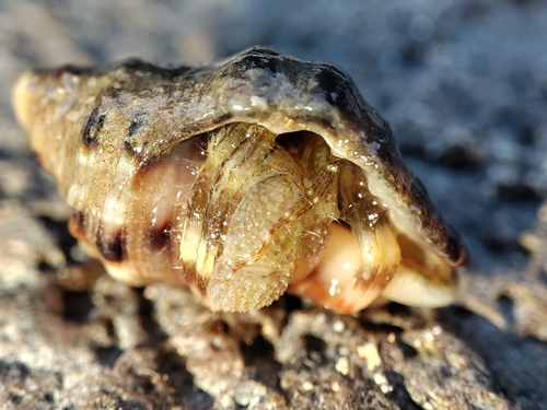 Pagurus angustus