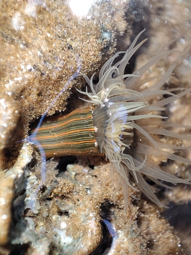Striped Green Sea Anemone