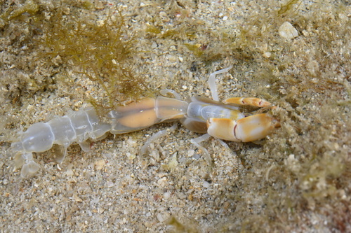 Corallianassa borradailei observed 2026-02-22