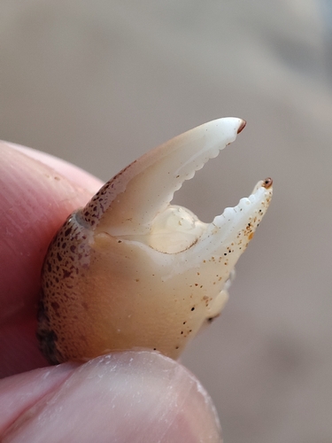 Asian Shore Crab