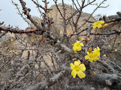 Oxalis virgosa