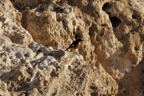 Moussier's Redstart (Phoenicurus moussieri), photo 3
