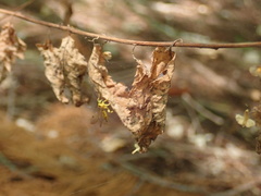 Xanthopimpla rhopaloceros