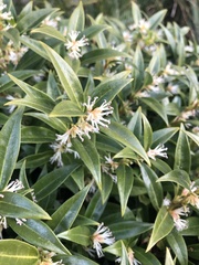 Sarcococca