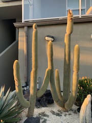 Cleistocactus