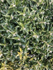 Sarcococca