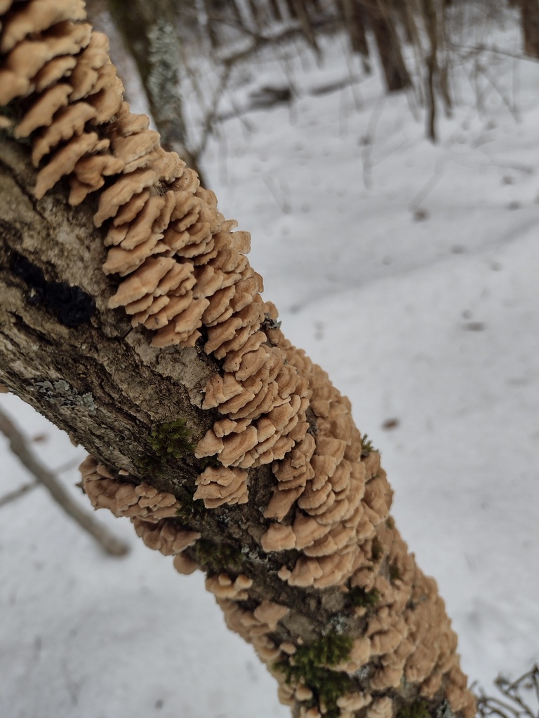 Plicatura crispa · February 2026 · photo: © bagli (iNaturalist, cc0)