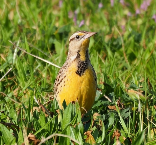 Meadowlark