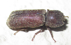 Bostrichoidea